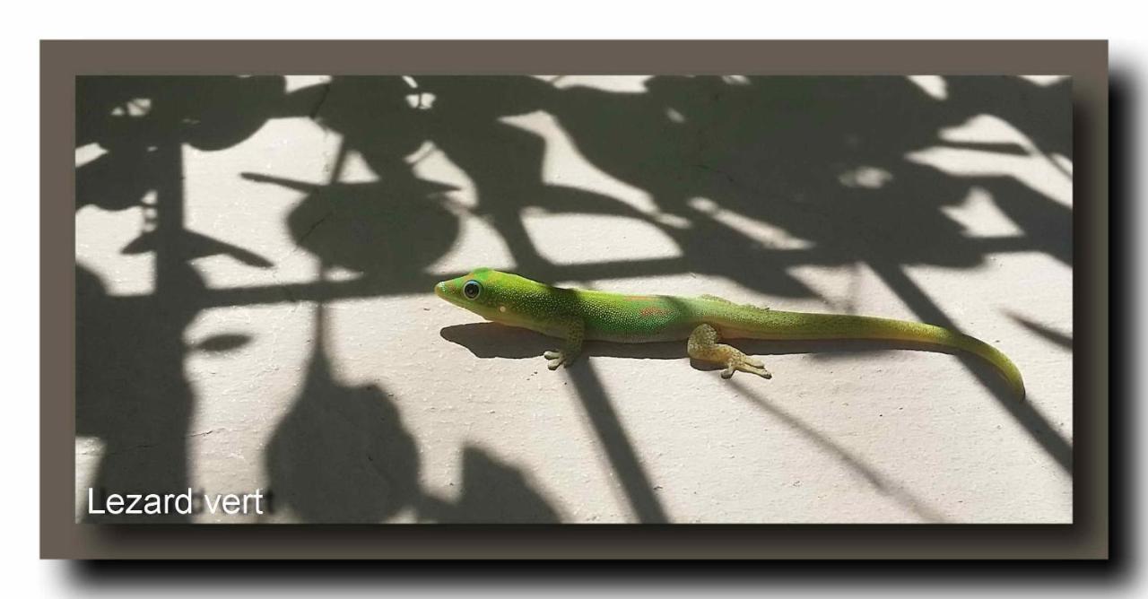 Le Gecko Vert Manapany-les Bains المظهر الخارجي الصورة