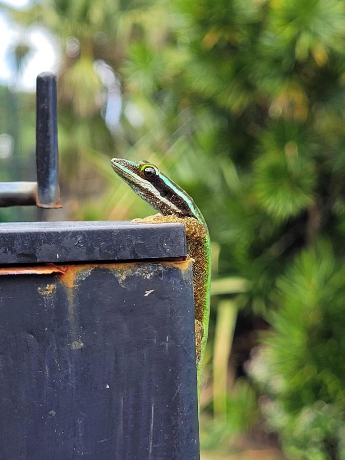Le Gecko Vert Manapany-les Bains المظهر الخارجي الصورة